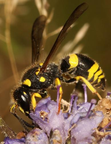 Réf. 244 905 : Ancistrocerus sp.